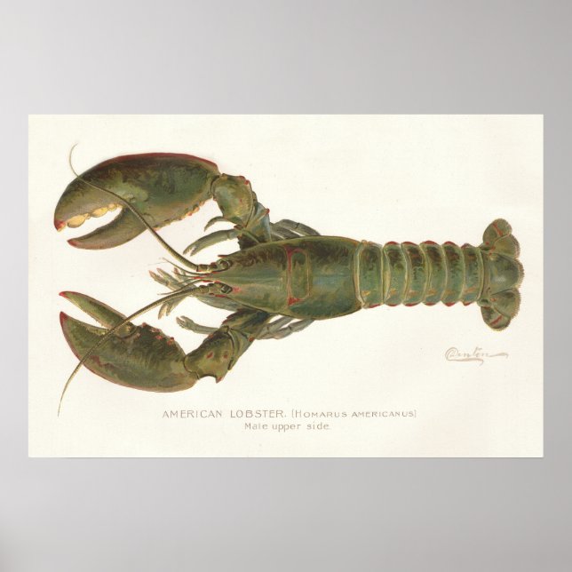 Póster Lobster americano - Sherman Denton Fish Lithograph (Frente)