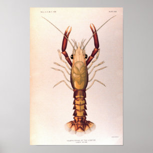 Póster Lobster en la cuarta etapa