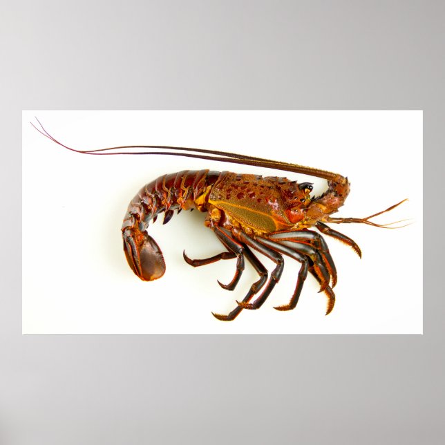 Póster Lobster espinoso de California (Frente)