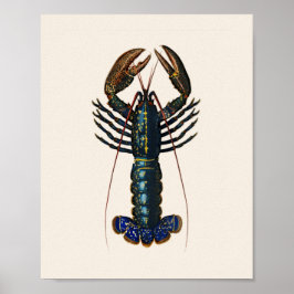 Póster Lobster - Homard Comun