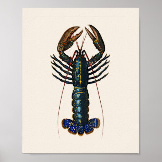 Póster Lobster - Homard Comun
