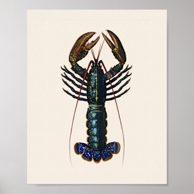 Póster Lobster - Homard Comun (Frente)
