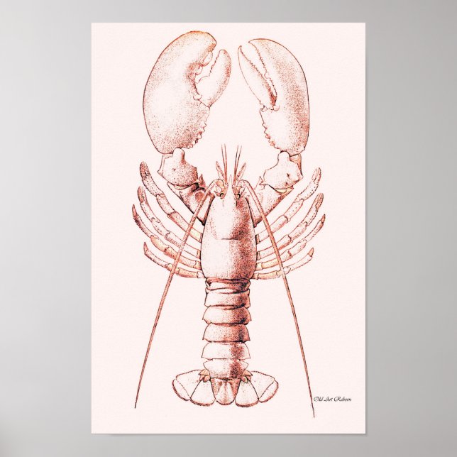 Póster Lobster Poster ~ American Lobster (Frente)
