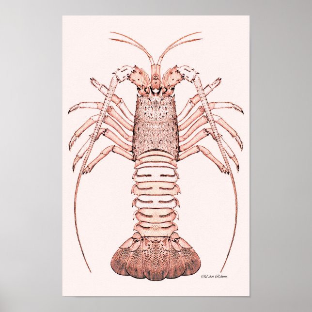 Póster Lobster Poster ~ Rock Lobster (Frente)