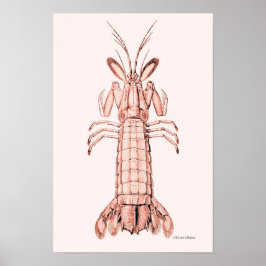 Póster Lobster Poster ~ Rock Lobster