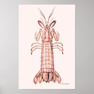 Póster Lobster Poster ~ Rock Lobster