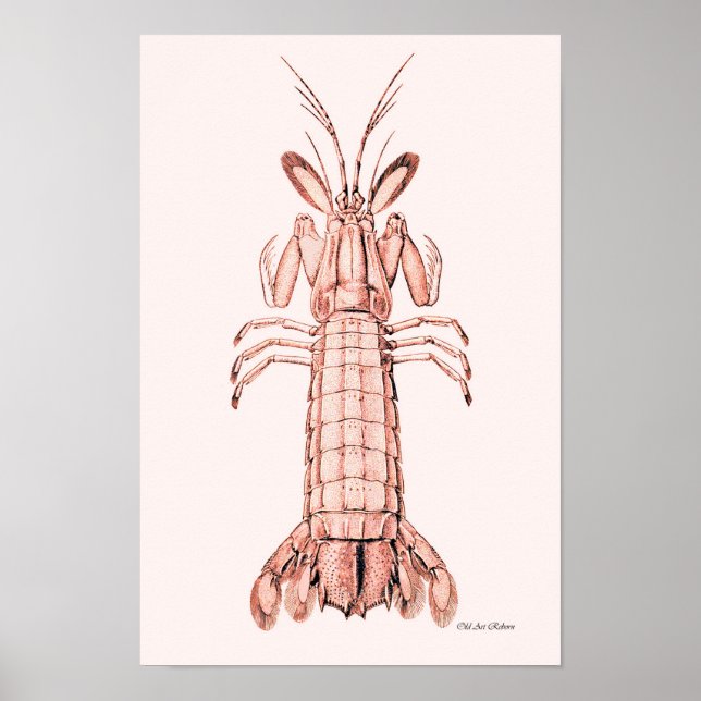 Póster Lobster Poster ~ Rock Lobster (Frente)