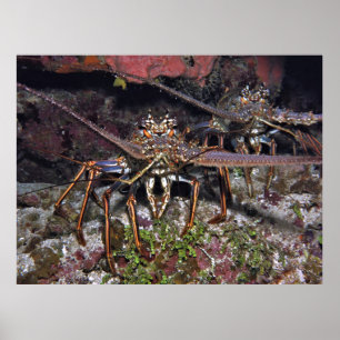 Póster Lobster Stare