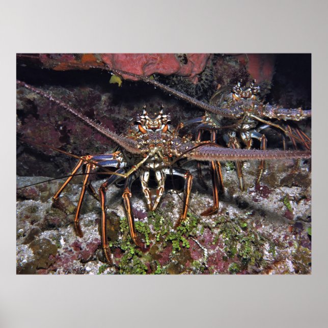 Póster Lobster Stare (Frente)