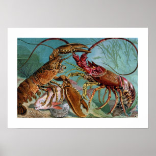 Póster Lobster y Langoustine