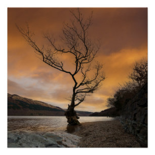 Póster Loch Lomond Firkin Point Single Tree Sunrise