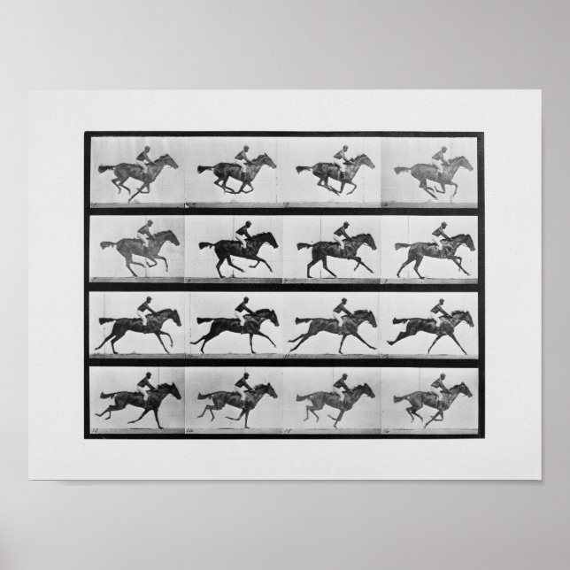 Póster Locomoción animal - 16 marcos de Racehorse Annie G (Frente)