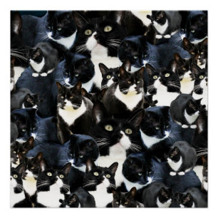Póster Locura del gato del smoking