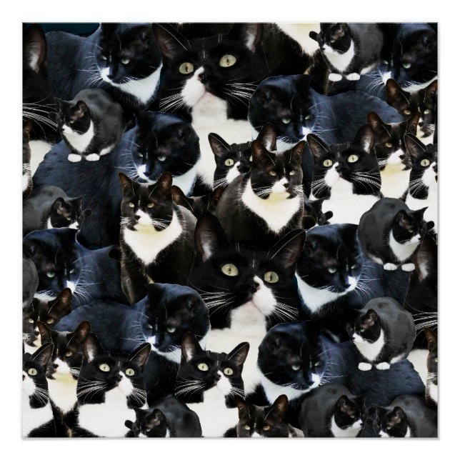 Póster Locura del gato en Tuxedo (Anverso)