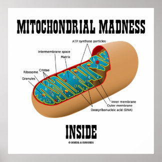 Póster Locura mitocondrial dentro de la biología mitocond