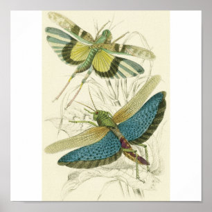Póster Locusta Cristata (inferior), Locusta flava (superi