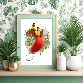 Póster Loddigesia Mirabilis 