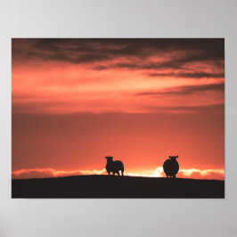 Póster Lofoten Islands Sunset Sheep Nature Foto