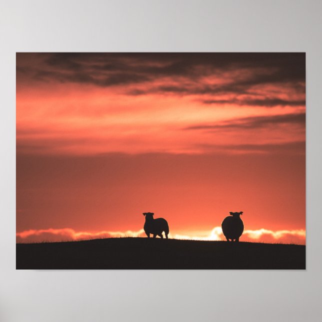 Póster Lofoten Islands Sunset Sheep Nature Foto (Frente)