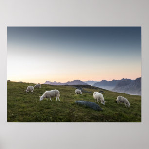 Póster Lofoten Sheep