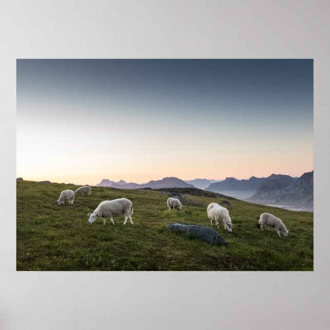 Póster Lofoten Sheep (Frente)