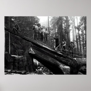 Póster LOG RIGGING in the REDWOODS c. 1890