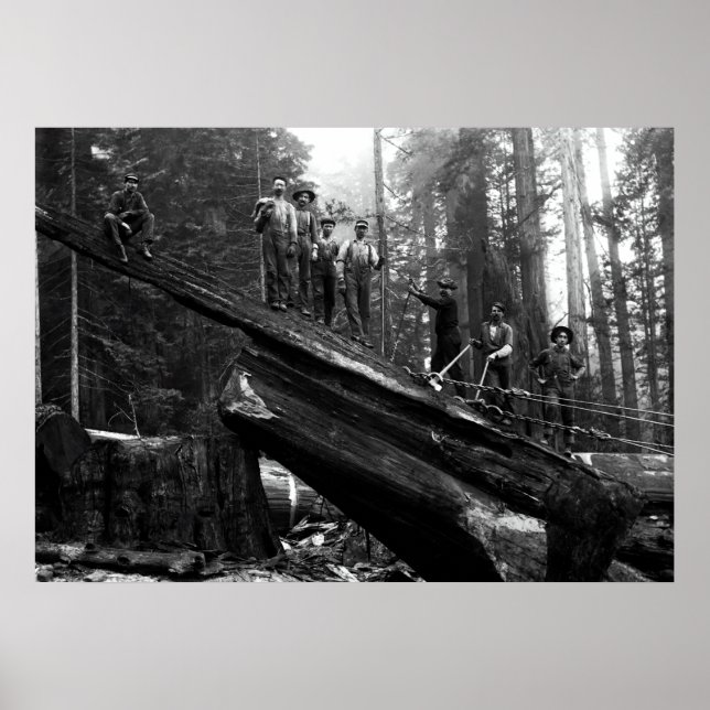Póster LOG RIGGING in the REDWOODS c. 1890 (Frente)