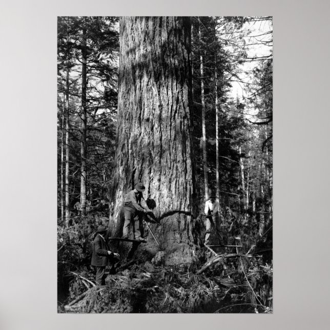 PÓSTER LOGGERS DE STANLEY PARK CANADÁ 1910 (Frente)