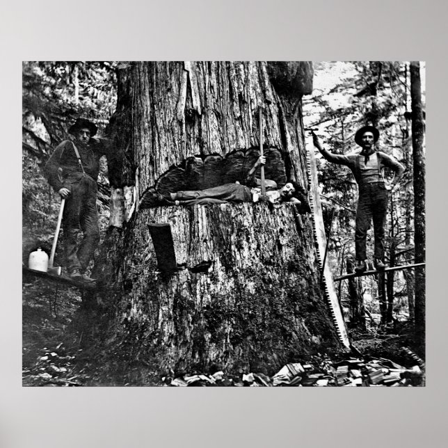 Póster LOGGING CANADÁ c. 1890 (Frente)