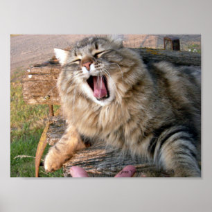 Póster LOL Maine Coon