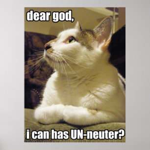 Póster LOLcat - querido dios