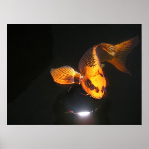 Póster Lona de Koi