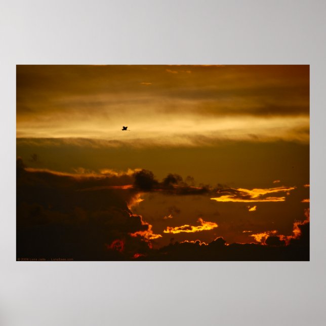 Póster Lone Bird in a Firey Sky (Poster) (Frente)