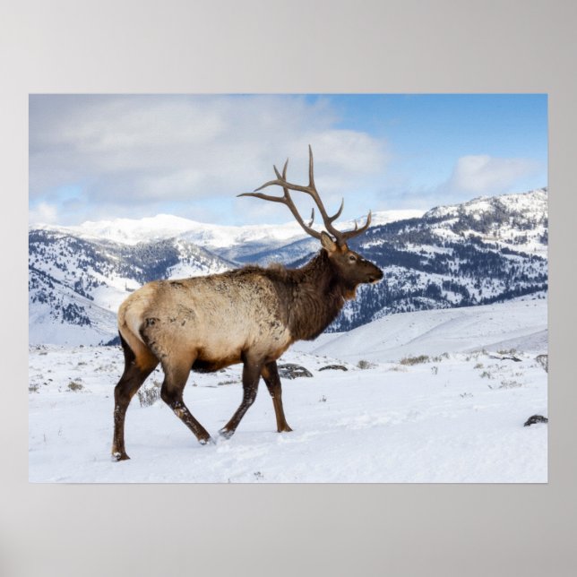 Póster Lone Bull Elk | Parque nacional Yellowstone (Frente)