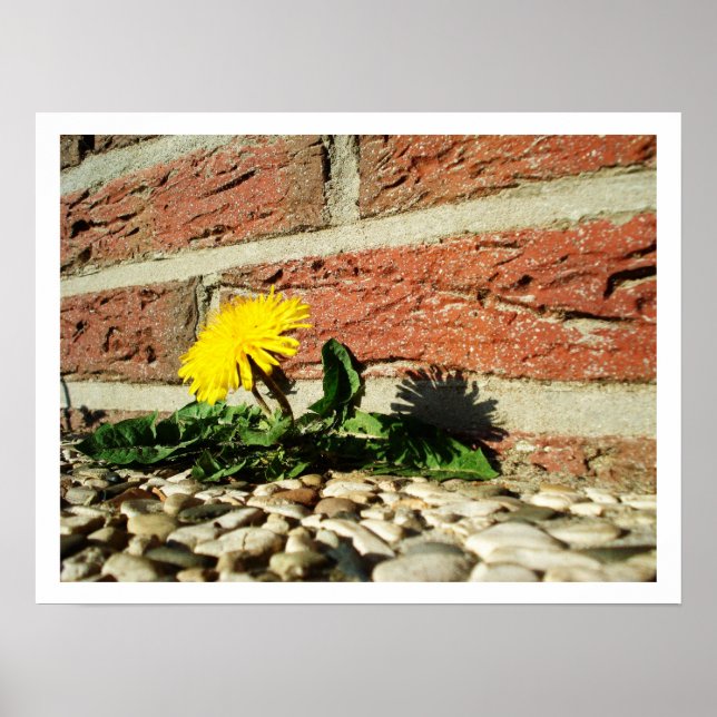 Póster Lone Dandelion Poster (Frente)