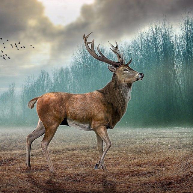 Póster Lone Deer In Misty Forest (Subido por el creador)