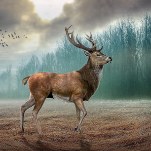 Póster Lone Deer In Misty Forest