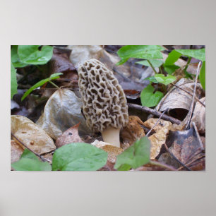 Póster Lone Gray Morel Mushroom