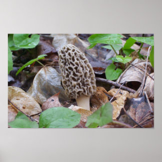 Póster Lone Gray Morel Mushroom