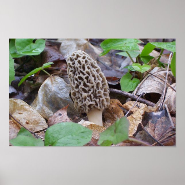 Póster Lone Gray Morel Mushroom (Frente)