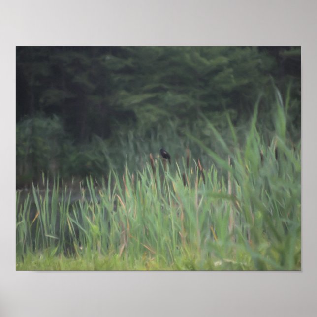 Póster Lone Red Winged Blackbird Painting Nature (Frente)