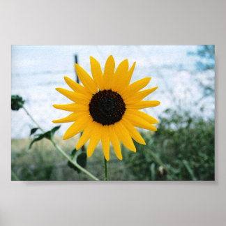 Póster Lone Sunfloer