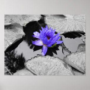 Póster Lone Water Lily