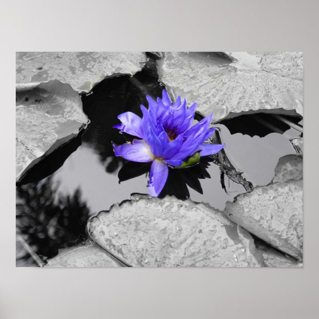 Póster Lone Water Lily (Frente)