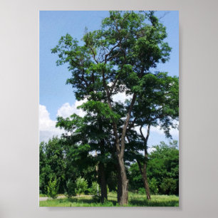 Póster Lonely robinia pseudo acacia under the blue sky