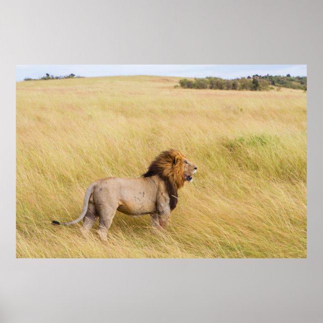 PÓSTER LONES MARRONES SOBRE EL CAMPO DE GRASA DURANTE EL  (Frente)