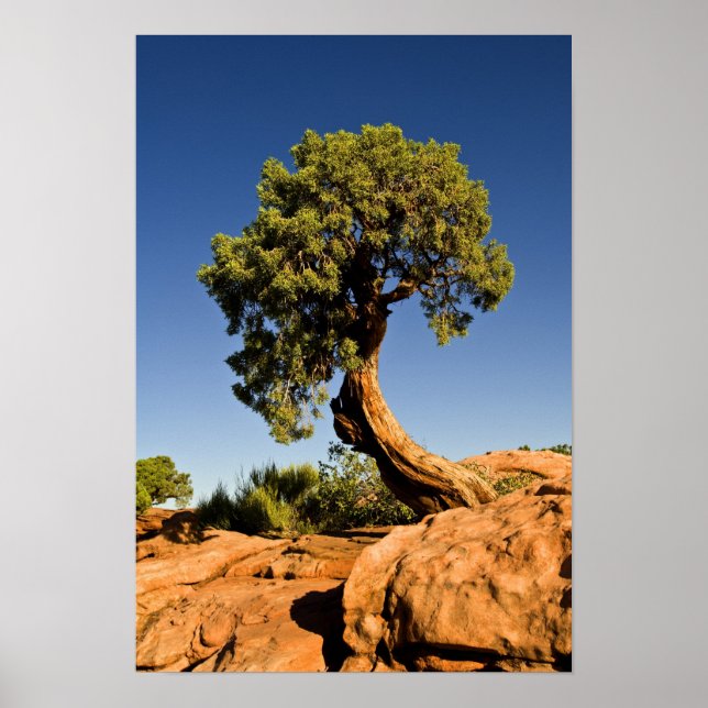 Póster Lonesome Cedar, Parque Estatal Deadhorse Point, (Frente)