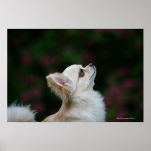 Póster Long Haired Chihuahua Headshot 2