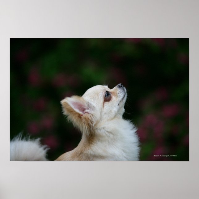 Póster Long Haired Chihuahua Headshot 2 (Frente)