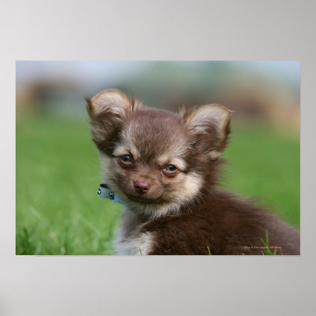Póster Longhaired Chihuahua Puppy Looking at Camera (Frente)